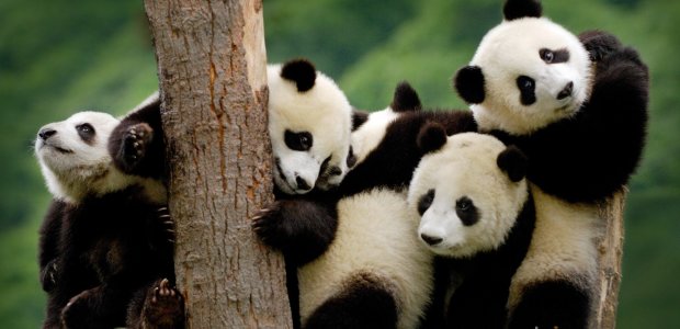 В китайском зоопарке девочка упала в вольер с пандами. Животные неоднозначно отреагировали на нежданного гостя