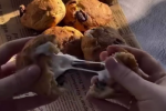 Печенье с маршмеллоу, кадр из видео