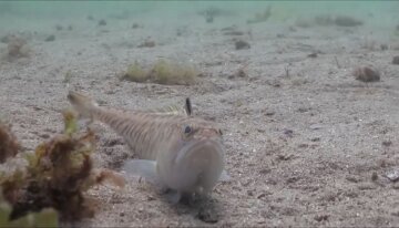Морський дракончик: фото скрін Ютуб