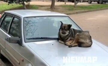 В Киеве собака села на капот машины, скриншот с видео