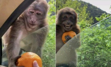 Мандарины, обезьянка, кадр из видео