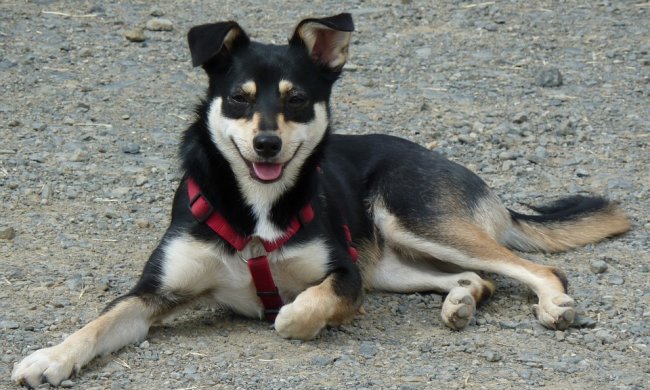 Найкращі меми на 28 липня: надокучлива Людина-павук та тролінг фанатів Навального