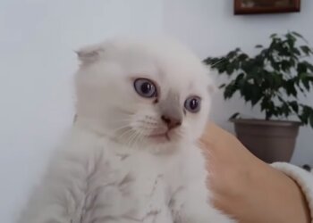 Котик, скриншот: Youtube