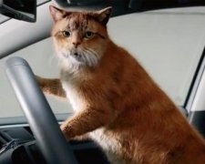 Коти знялися в автомобільній рекламі
