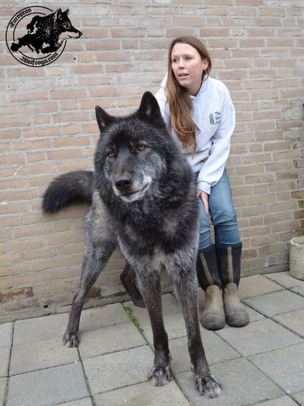 Гибрид собаки и волка — Википедия