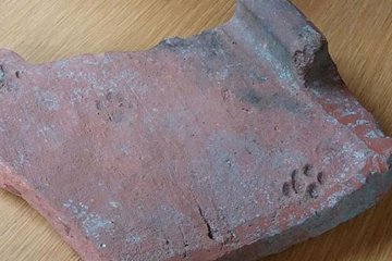 Археологи знайшли котячі сліди, яким більше двох тисяч років 