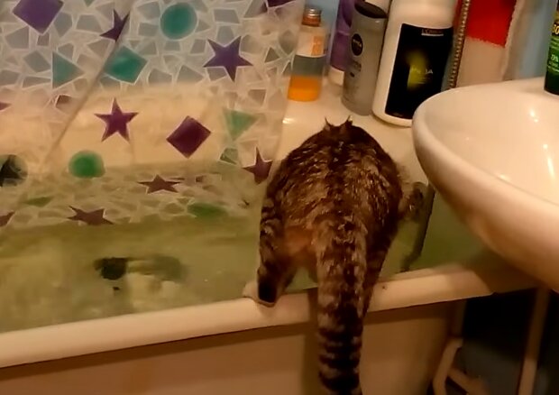 Котик в ванной, кадр из видео
