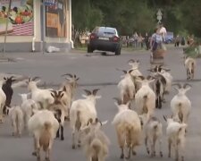 столичные козы, скриншот из видео