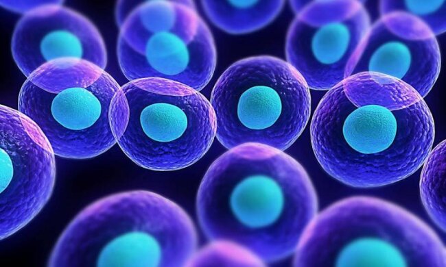 Биологи показали внутренности живой клетки: видео