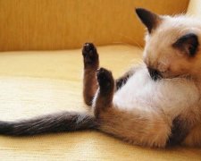 Трогательные животные, которые засыпают где угодно (фото)