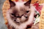 Кошеня, на жаль, померло в Таїланді: Зображення Світовий рекорд Гіннеса