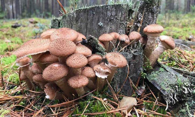 Грибной секрет ноября: почему опята едят не целыми и где найти самые вкусные