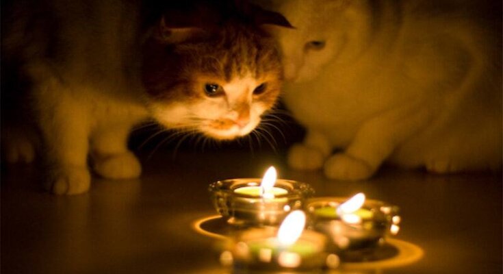 Коты, свечи, отключение света, фото из свободных источников