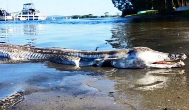 Жуткого хищника выбросило на берег в Австралии