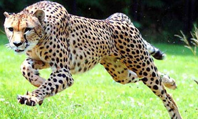 Редкий вид гепарда начали клонировать в Аргентине