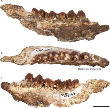 Останки Beornus honeyi, фото: tandfonline