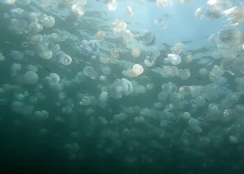 Медузы, скриншот: Youtube