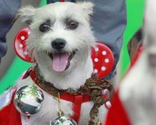 Різдвяне фешн-дефіле собак пройшло у Перу (відео)