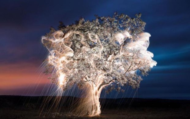 Дерева-світляки: вчені знайшли реальну заміну електриці