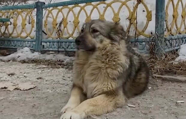 собака, скріншот з відео