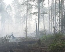 Бобри можуть зупинити пожежі на торфовищах під Києвом - екологи