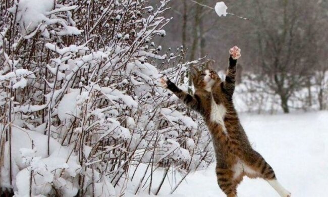 Украинцам пообещали теплую зиму