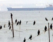 Росія заарештувала турецьке судно