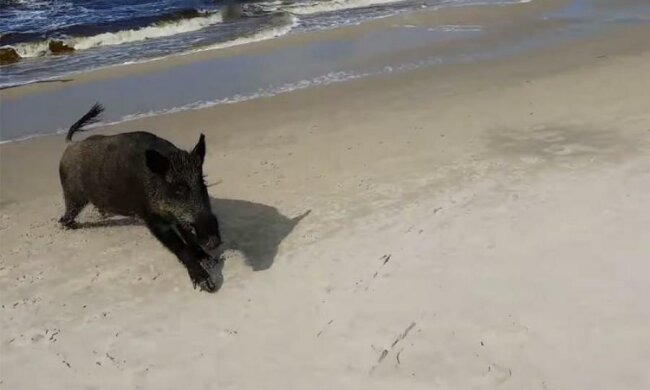 Дикий кабан без плавок распугал пляжников: видео