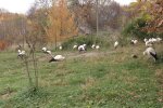 Лелеки / фото : Суспільне Карпати