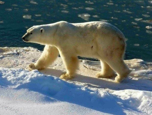 В России массовое нашествие белых медведей: нападают на жителей и атакуют помещения