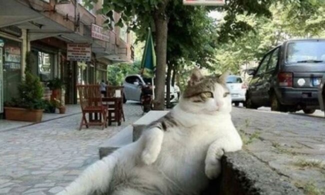 Популярному коту поставили пам'ятник в Стамбулі 
