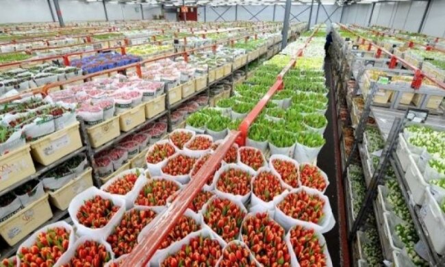 Украинкам к 8 марта дарят цветы из Африки