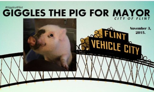 В Штатах поросенок баллотируется в мэры