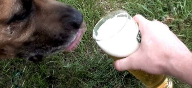 Под Запорожьем засекли пса-алкоголика с бутылкой пива- ради пенного готов на все, забавное видео