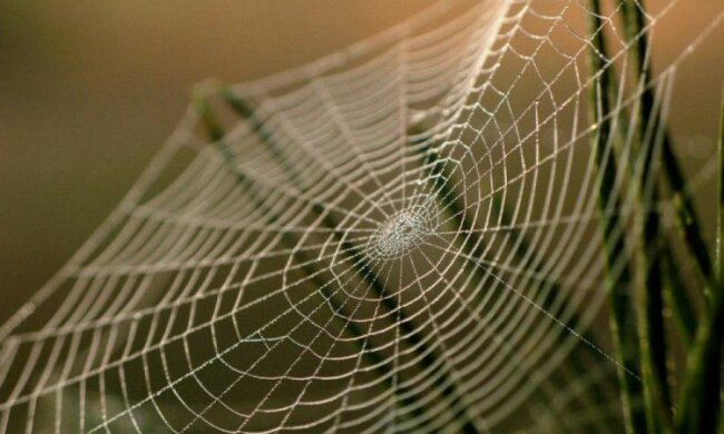 Дослідники навчилися покращувати павуків