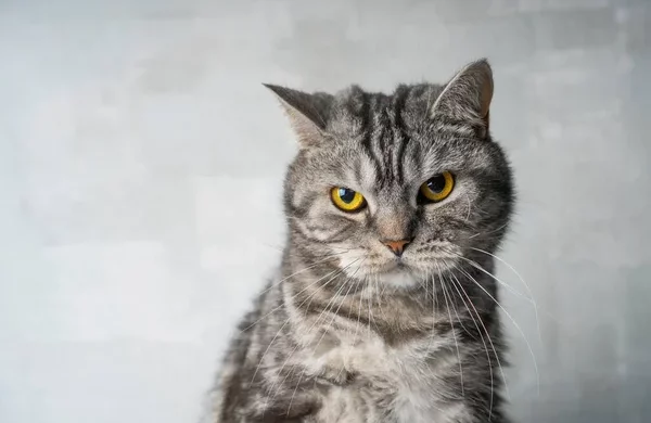 Недовольная кошка