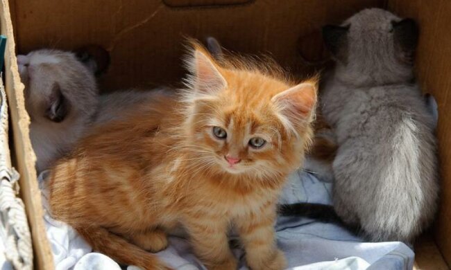 Дніпрянам заборонять купувати тварин