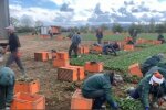 заробітчани, вкрін з відео