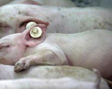 У п’яти областях свиней масово косить смертельний вірус