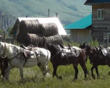 Тернополяни заманюють туристів чотириногою розвагою - і корисно, і екологічно