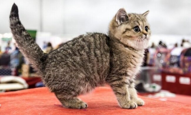 У Києві запрошують на Міжнародну виставку породистих котів