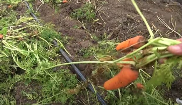 Морковь. Фото: Youtube