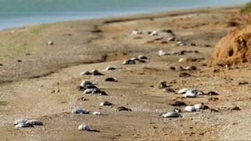 Загиблі птахи на кримському узбережжі, фото із зарубіжних джерел