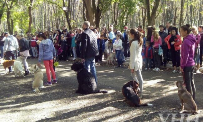 В Ужгороді стартувала виставка собак (фото)