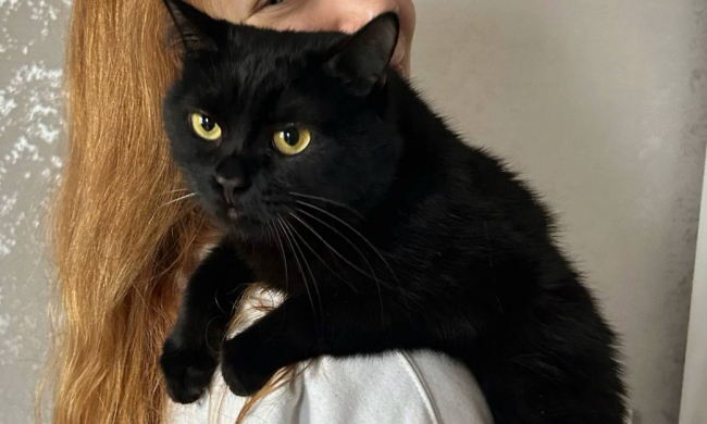 Котик, фото: Знай.ua