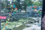 У зоопарку тріснуте скло залатали аплікацією: "захистили" дітей від ведмедів