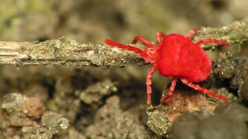 Клещ-краснотелка