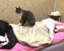 Японці взяли на роботу в спа-центр кота-масажиста