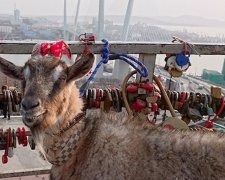 Козел Обама встретится с Меркель