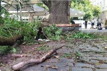 Ветка упала на посетителей кафе, фото: общественное Закарпатье